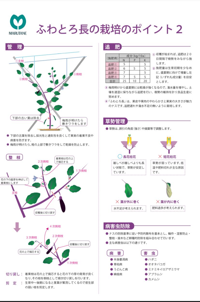 ふわとろ長なす20粒」 | wakabaseed