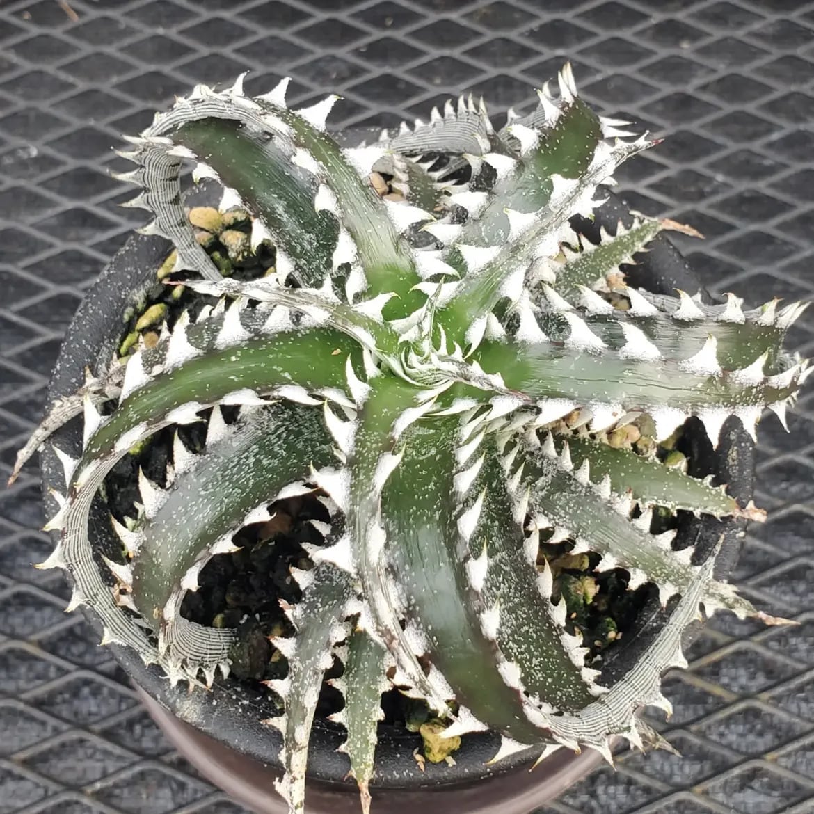 Dyckia（ディッキア） | レアプランツ通販サイトPlants Maniax