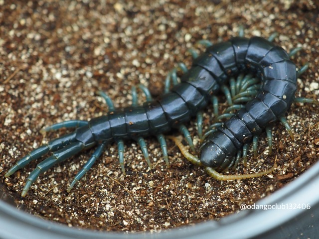 グリーンボトルブルー 1匹 タランチュラ | おだんごくらぶ