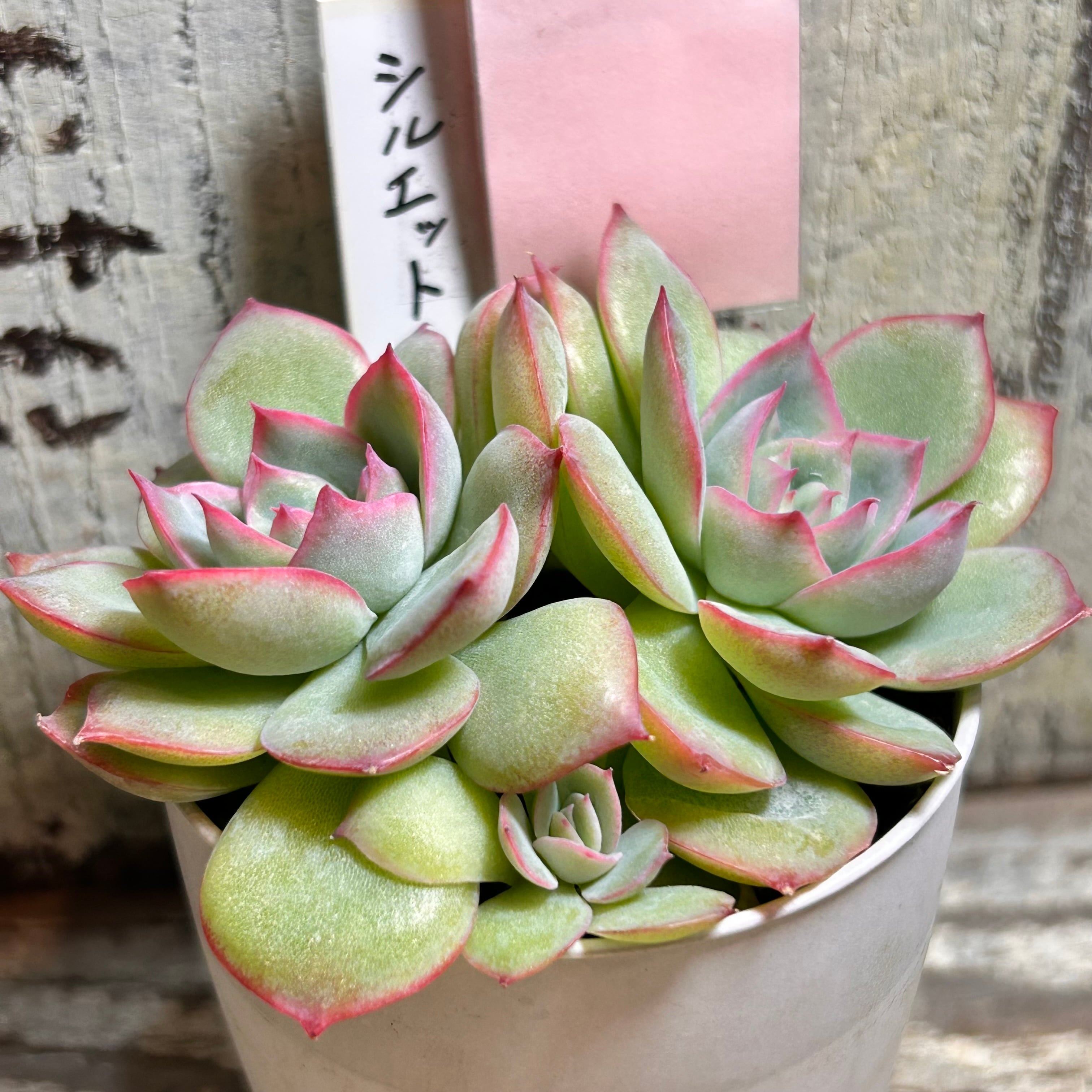 多肉植物   シルエット　双頭 シルエット | RuPo 多肉植物専門店