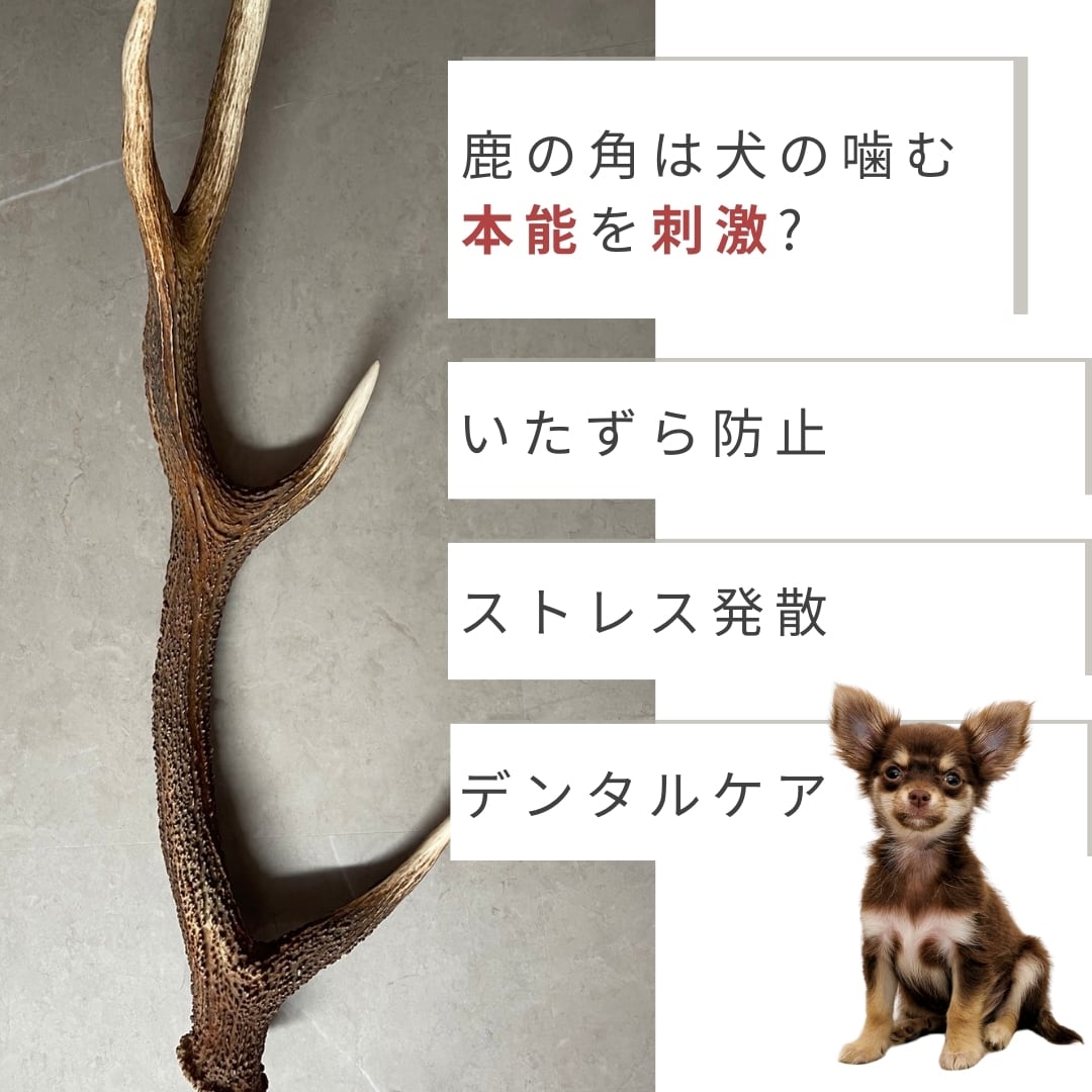 送料無料】北海道産蝦夷鹿の角 Sサイズ 2本 犬のおやつ おもちゃ 鹿角