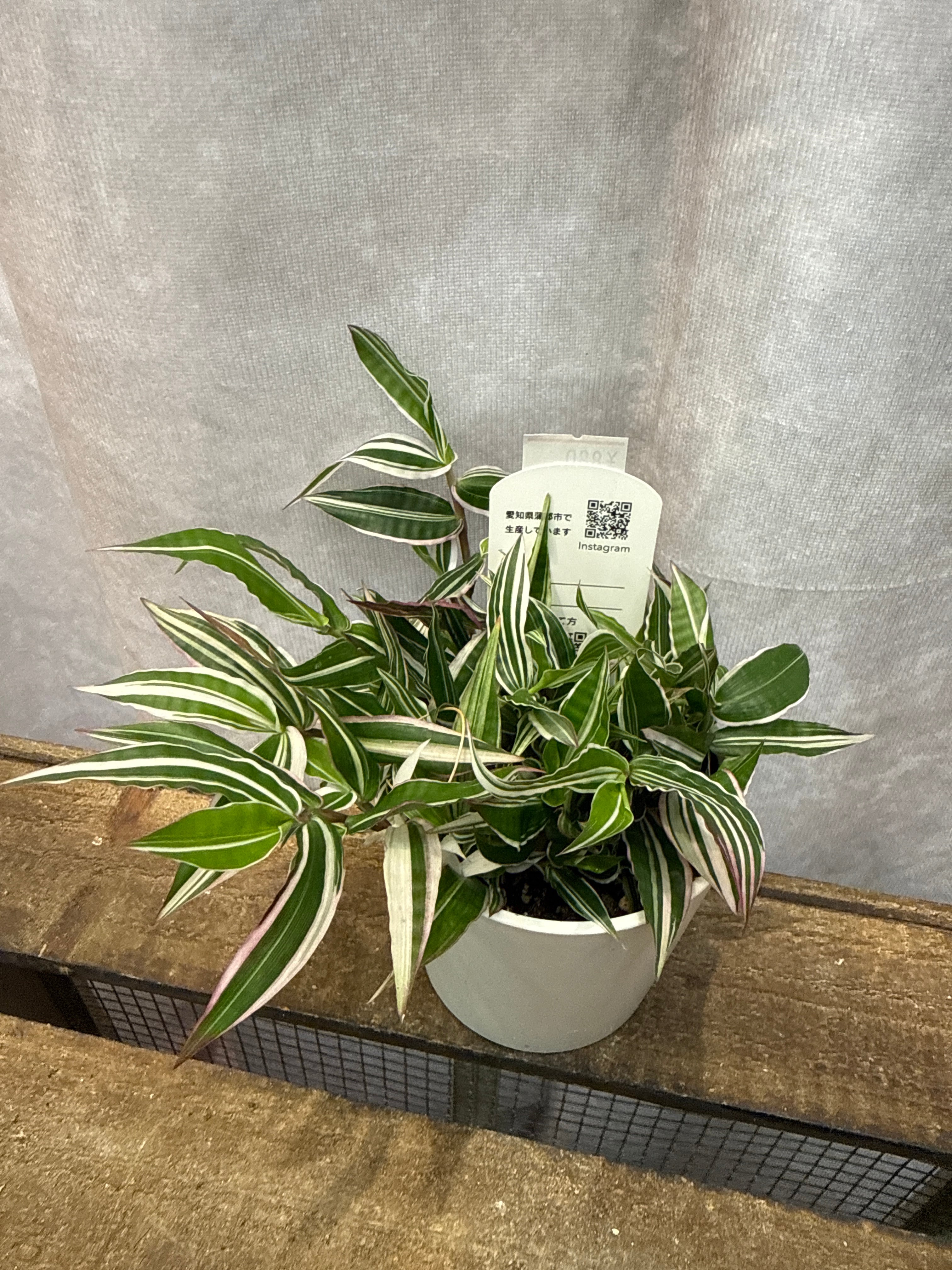 錦笹 (斑入り) | Gardenえん 【観葉熱帯植物】