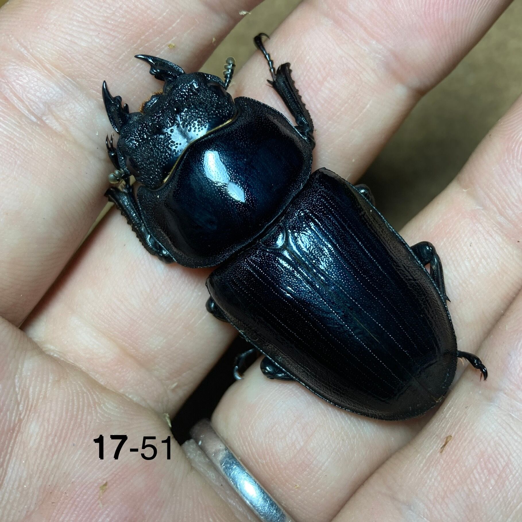 久留米オオクワガタ ♀57.7㎜ マツノインセクト