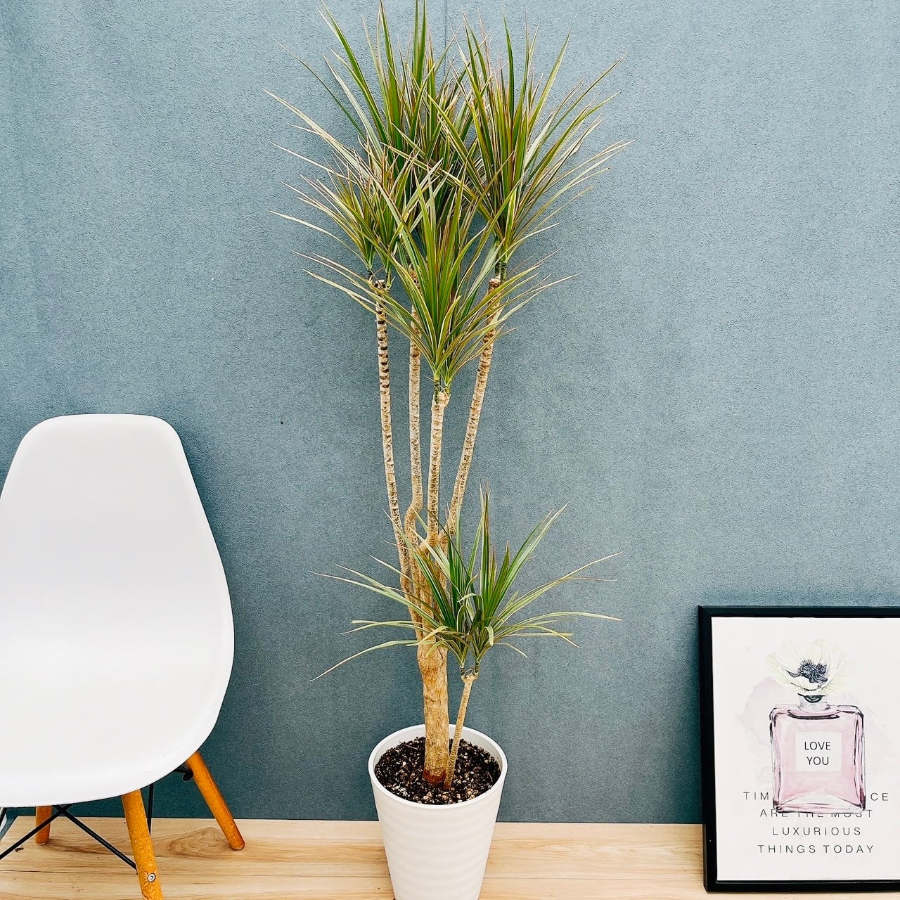 ［現品］【珍しい】96番　ブコニア　レクルバータ　バリエガータ　トックリラン 現品］【珍しい】96番 ブコニア レクルバータ バリエガータ 7号 観葉