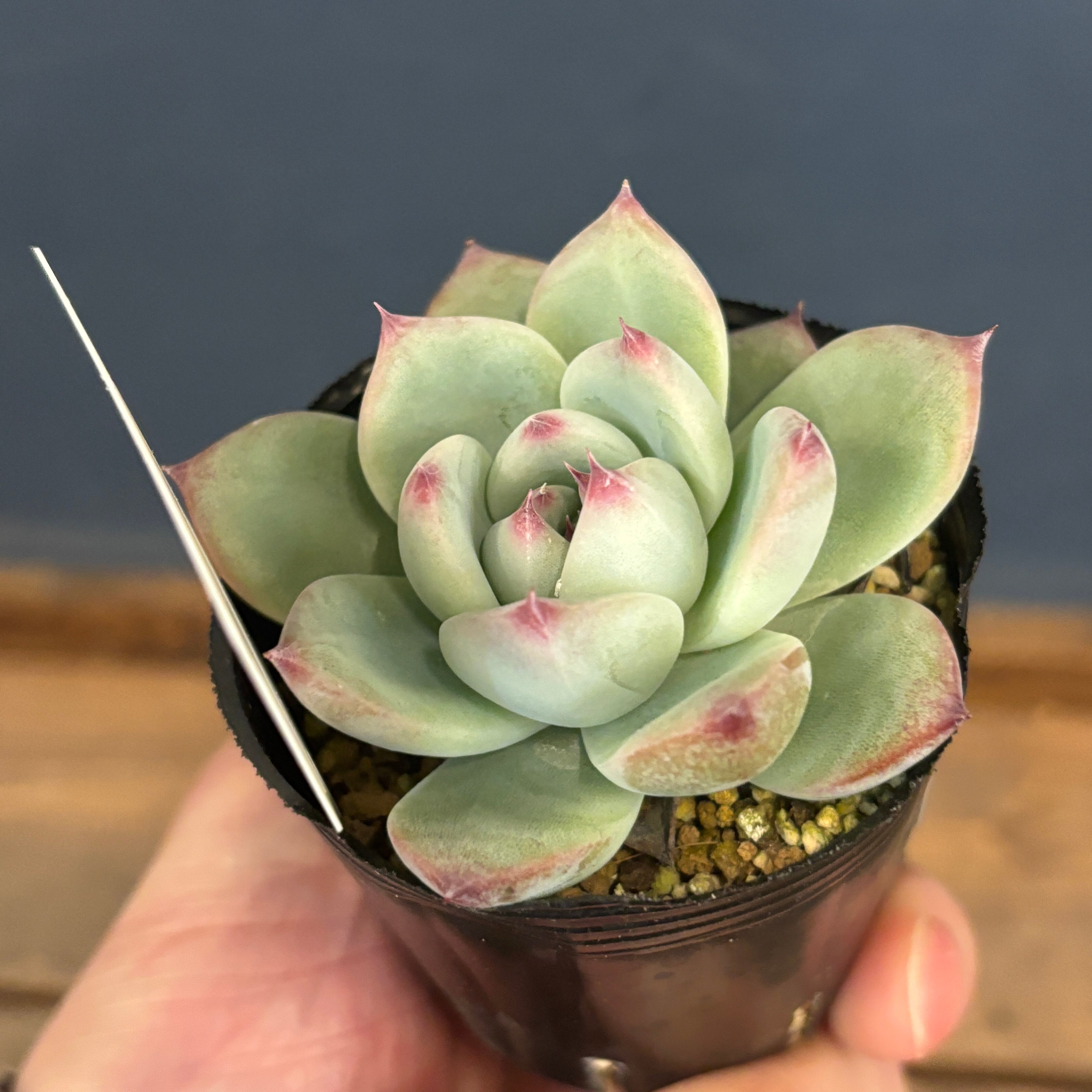 farmPALKさん苗 エケベリア コロラータタパルパ × 桃太郎【708