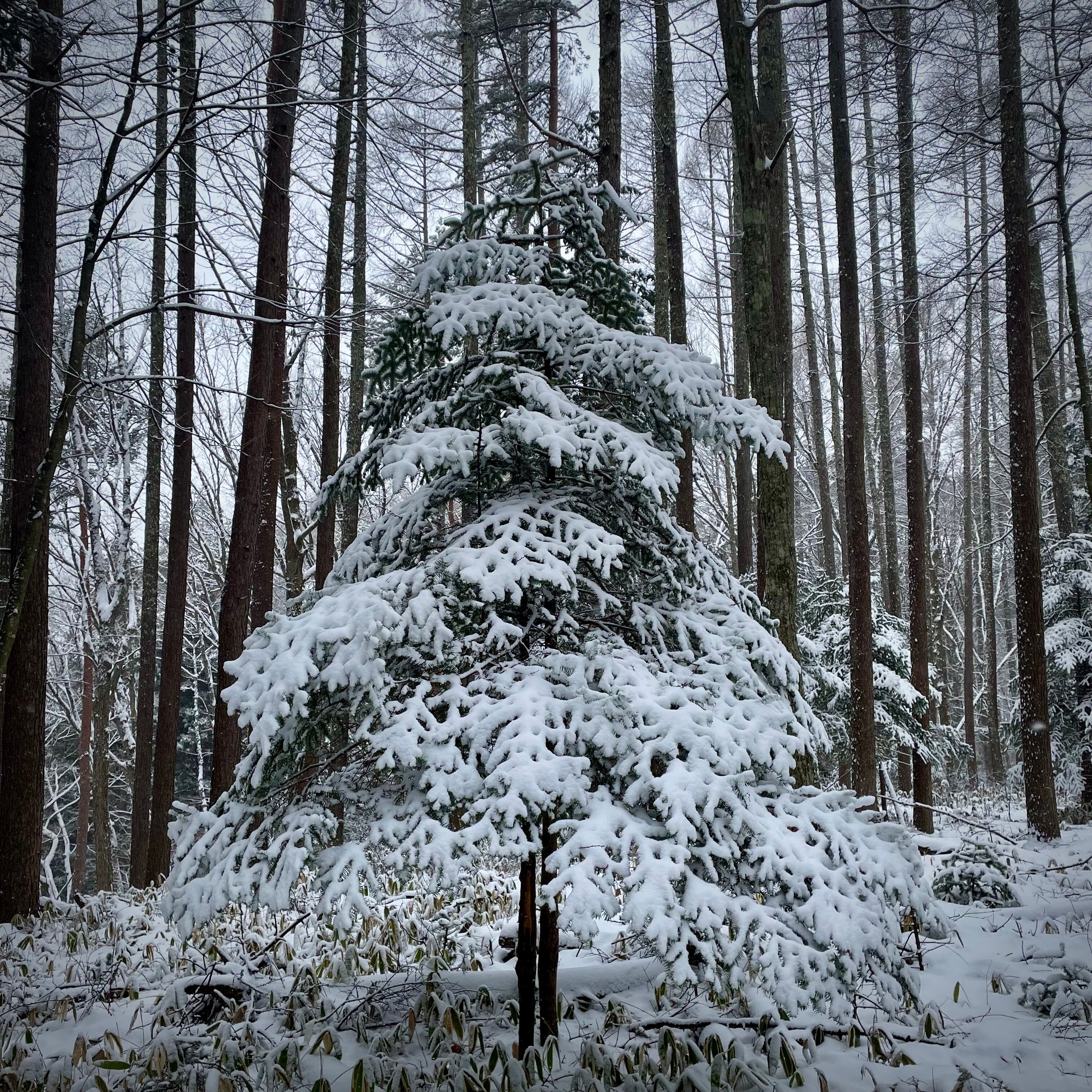 ツキノキ森のブローチ MoMi 3 | ツキノキマルシェ