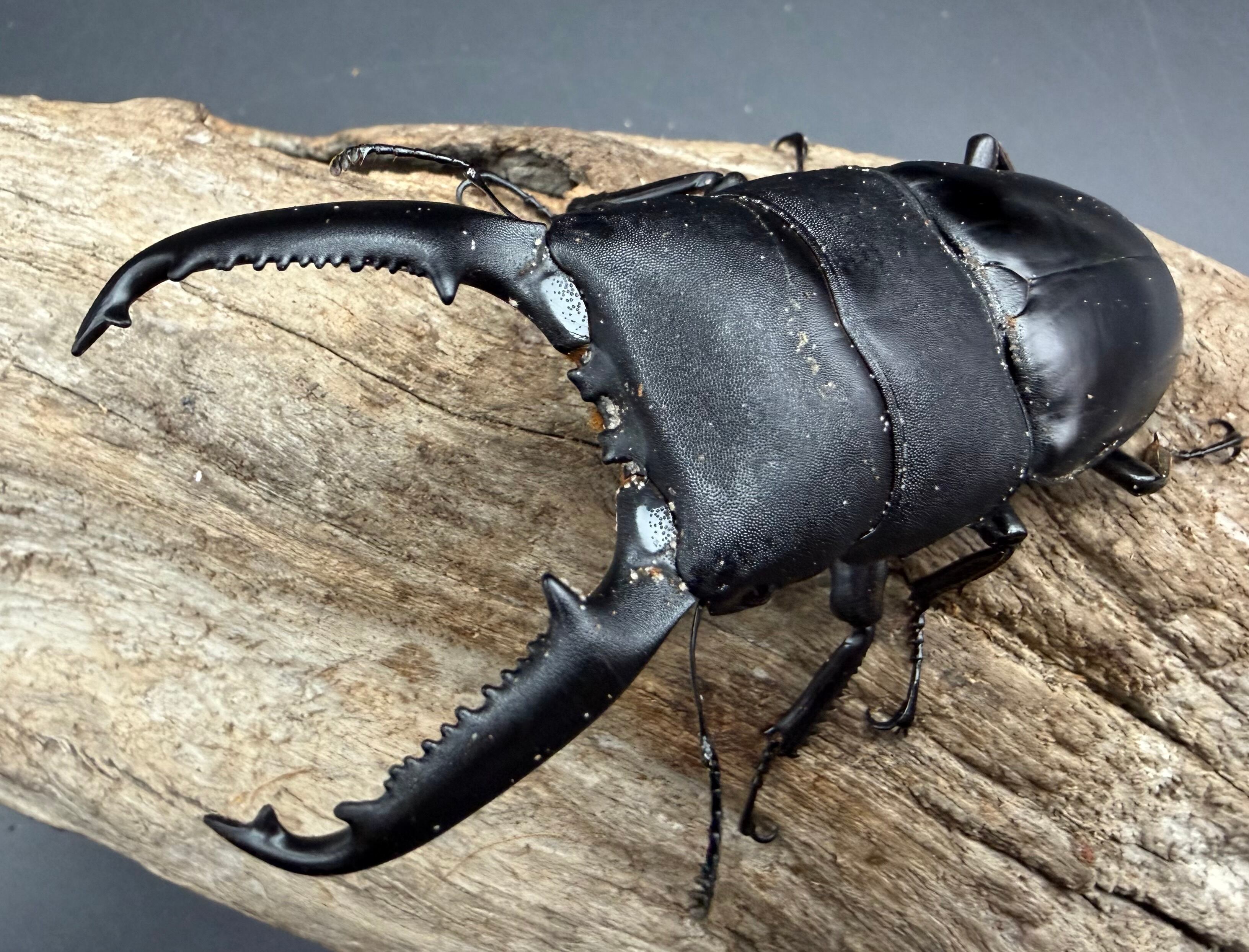 ローゼンベルグオウゴンオニクワガタ成虫ペア ローゼンベルグ