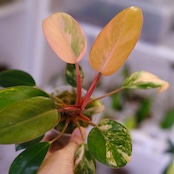 フィロデンドロン・レッドコンゴ / Philodendron Red Congo⑦
