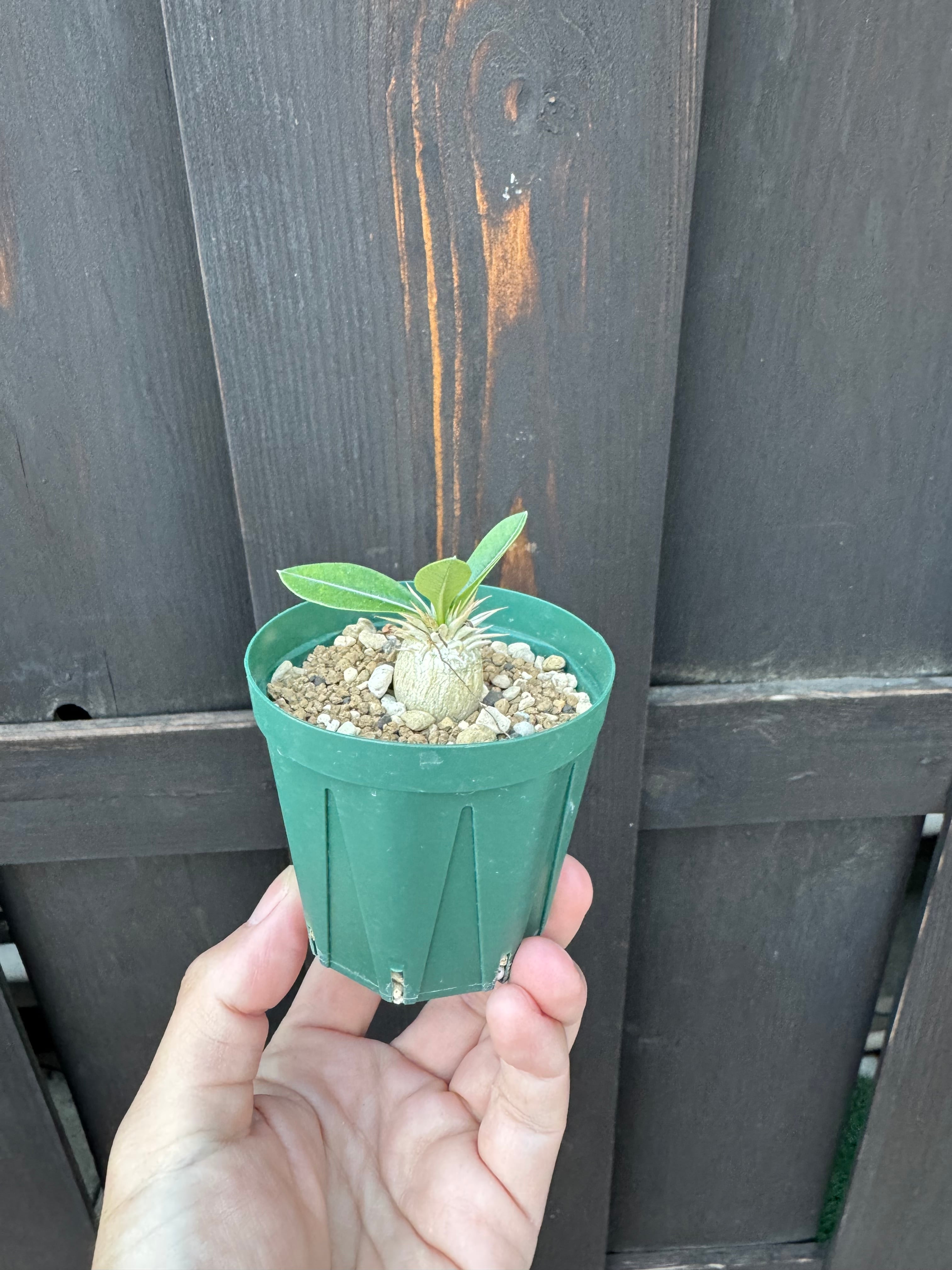 【新着】Pachypodium Enigmaticum 2【選抜実生・まん丸】パキポディウム エニグマチカム