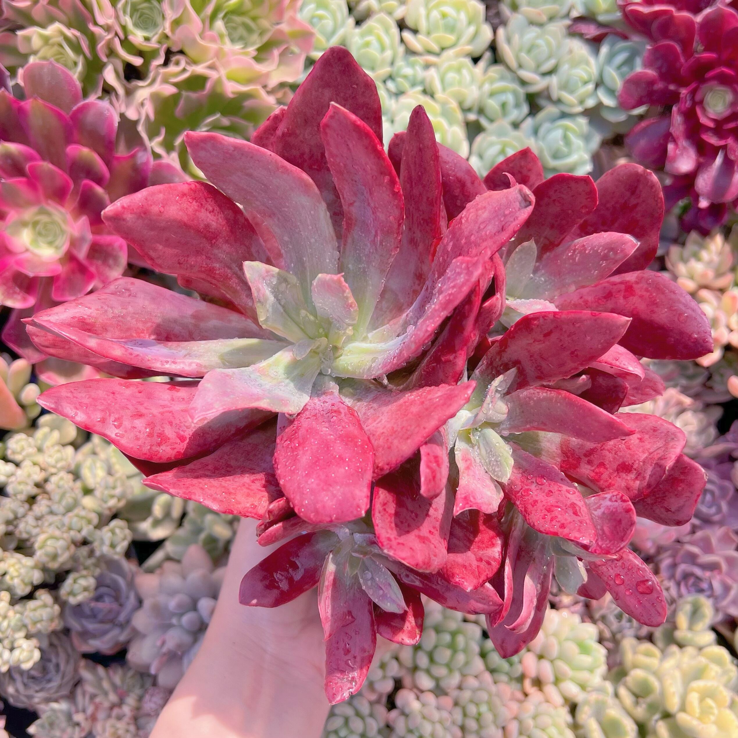 現品　ダイアモンドステート錦#623   大群生　新入荷　るる農園