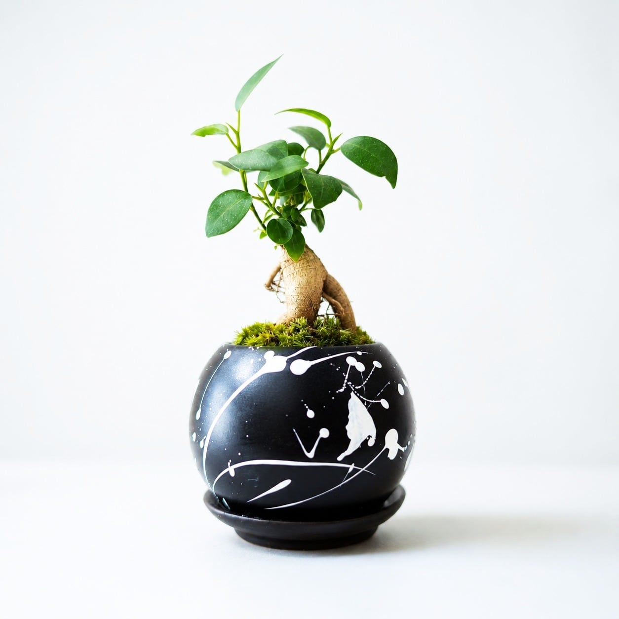 多幸の木」スプラッター柄の鉢に植えられたガジュマル | インテリア