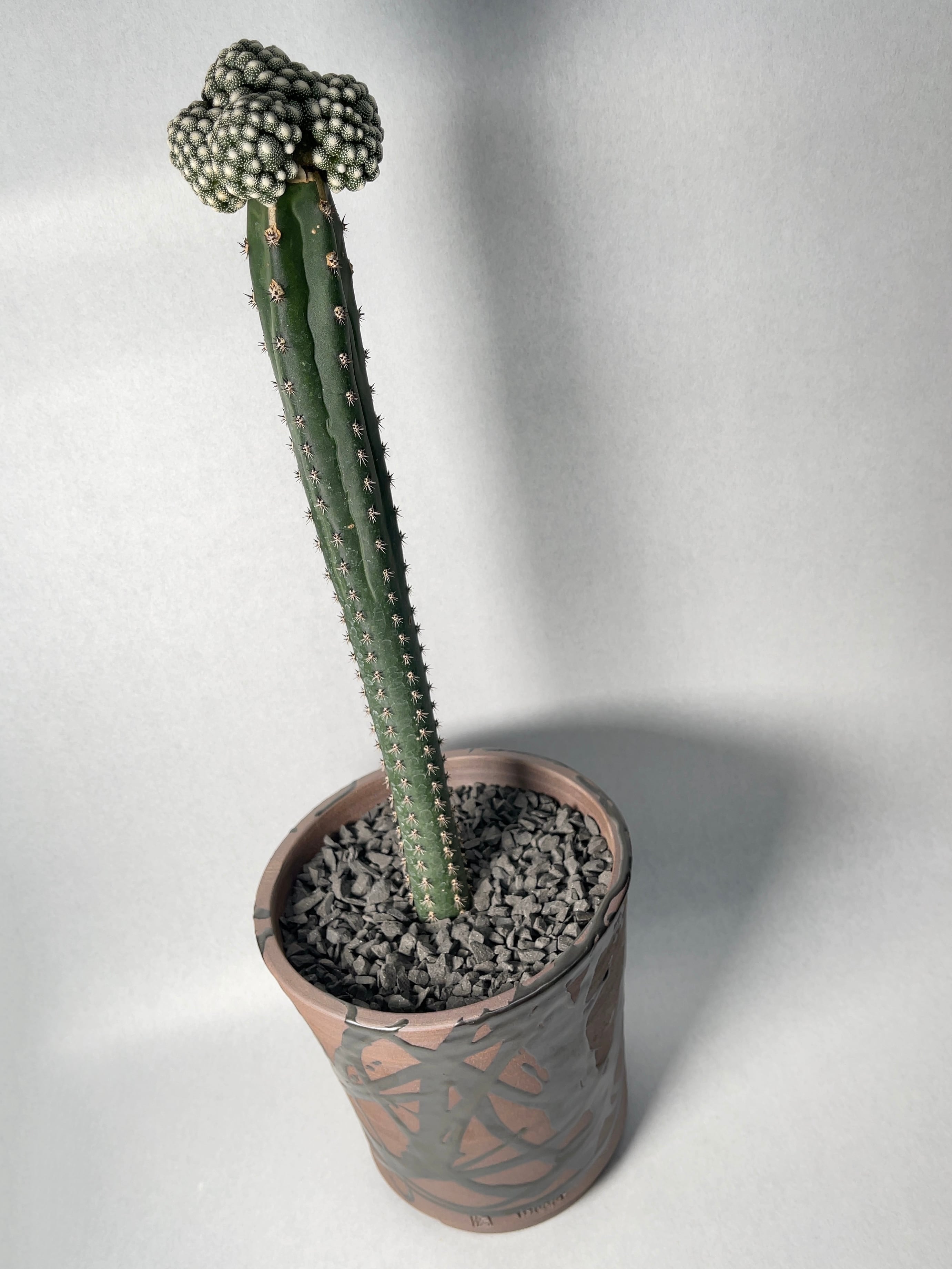 【一点物】人気植物　ブロスフェルディア 白松露玉　サボテン 多肉植物 ブロスフェルディア・松露玉 | trigger