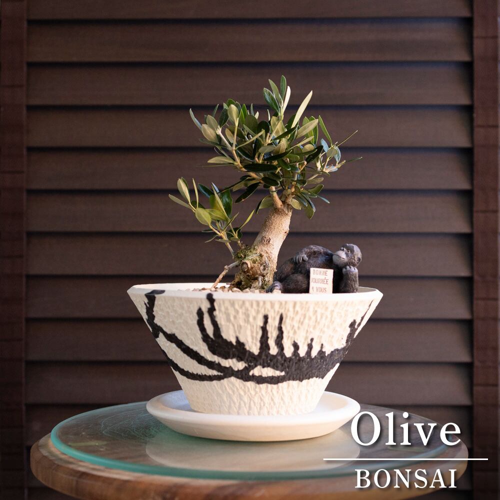 創樹 Olive オリーブの木 根上がり 盆栽 SOUJU Manzanillo マンザニロ オリーブ 陶器鉢 1015WH