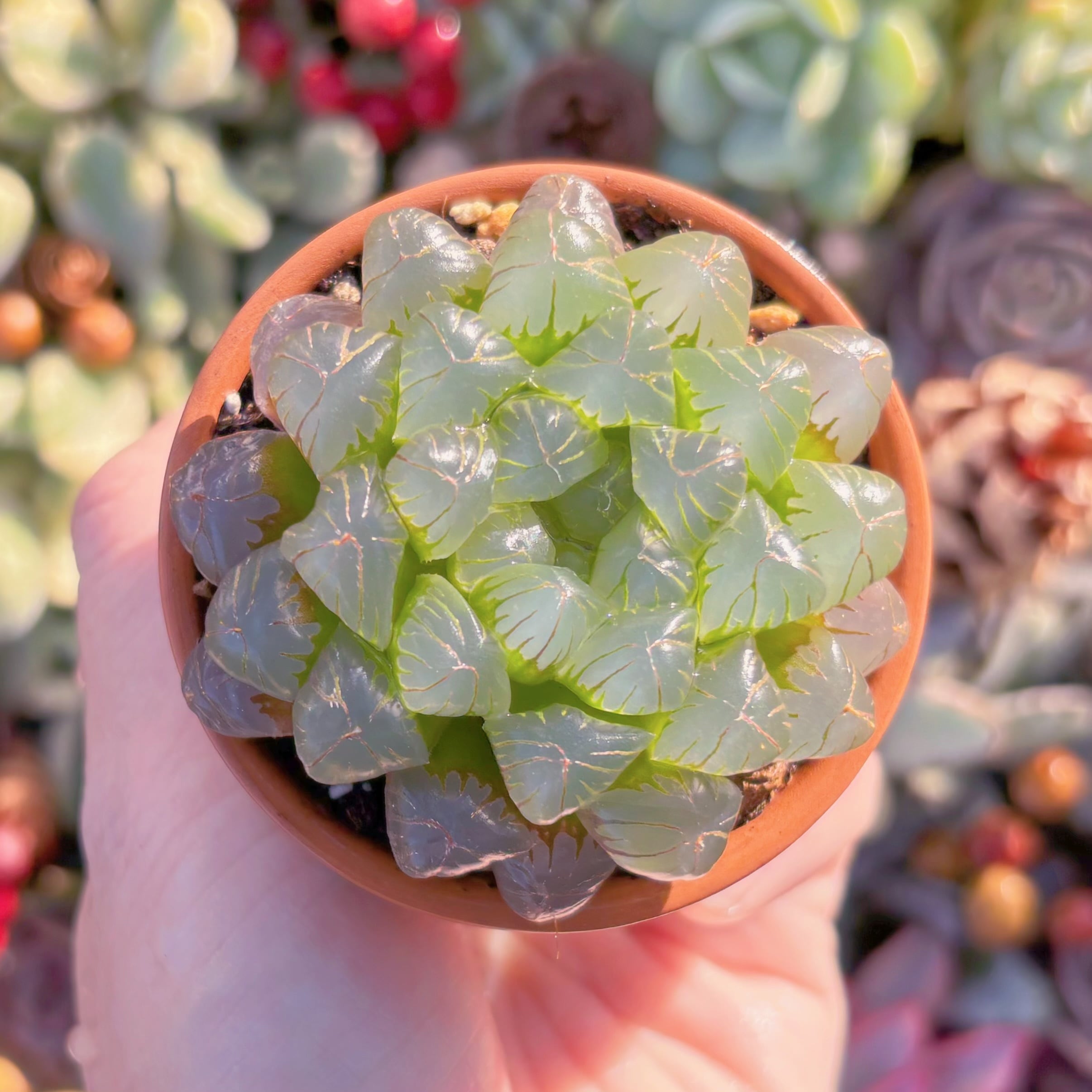 多肉植物　海ぶどう(オブツーサ)　新入荷　るる農園
