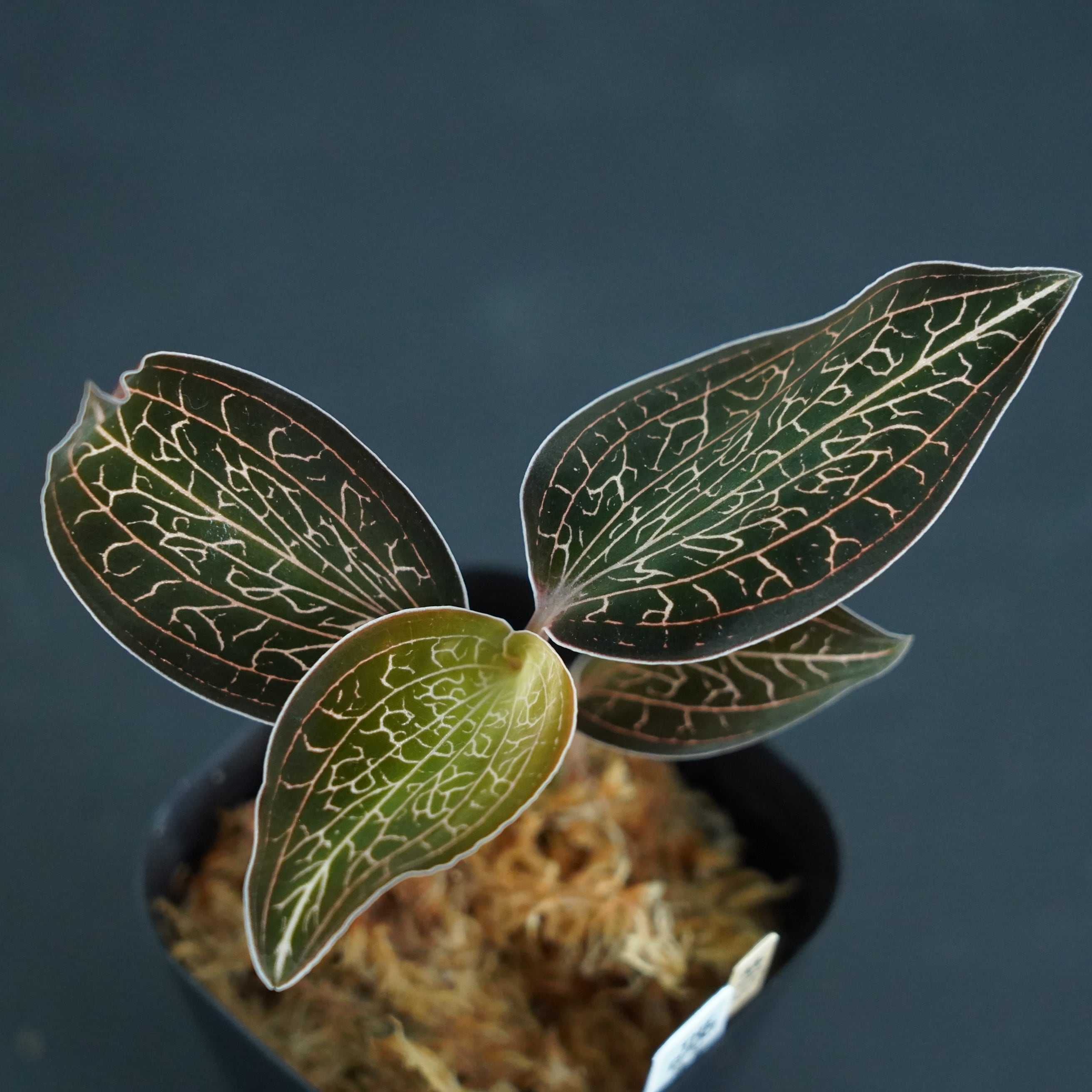 ◆現品◆アネクトキルス cf. burmanicus 【ジュエルオーキッド宝石蘭/TheGAKI】#613