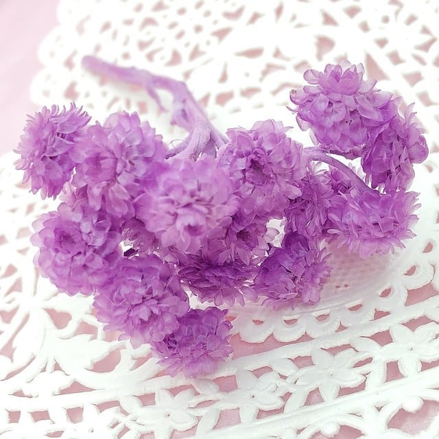 シェア花材☆イモーテル・パープル