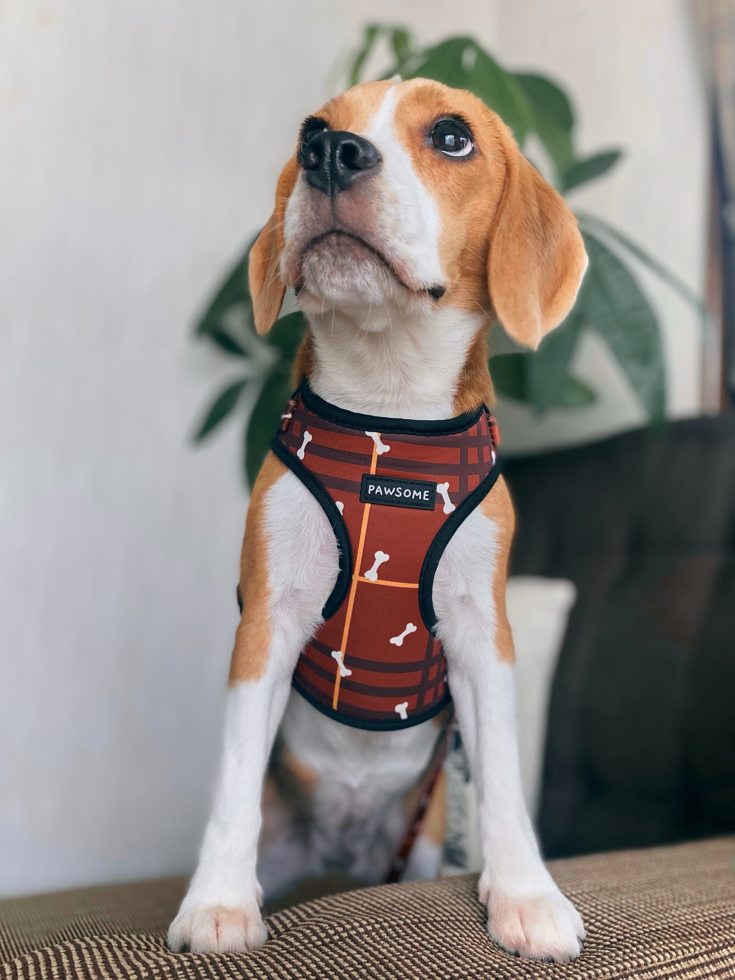 ハーネス&リード | PAWSOME STORE