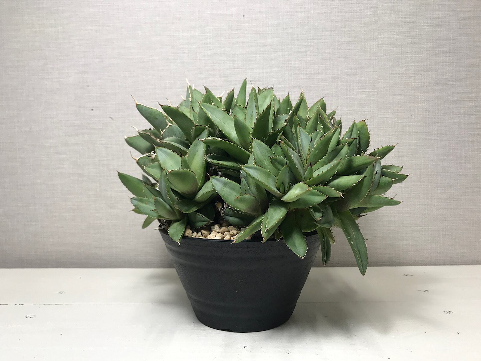 アガベ チタノタ フィリグリーデビル