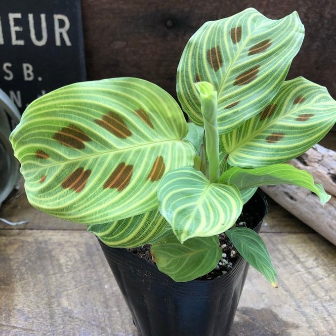 マランタ ライトベインズ カラテア 美しい自然の模様 観葉植物 | 植物