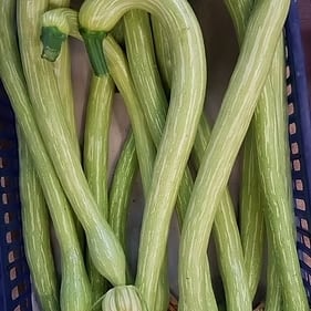 トランペットズッキーニ・TROMBETTA DI ALBENGA (固定種)【約20粒】<L