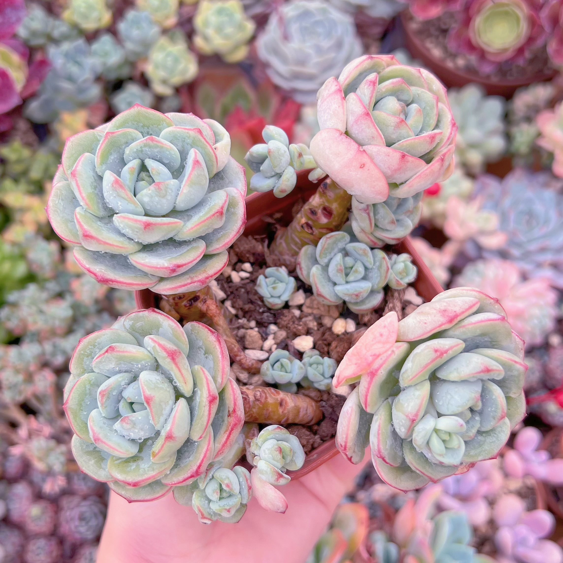 現品　バニラビス#1180　るる農園