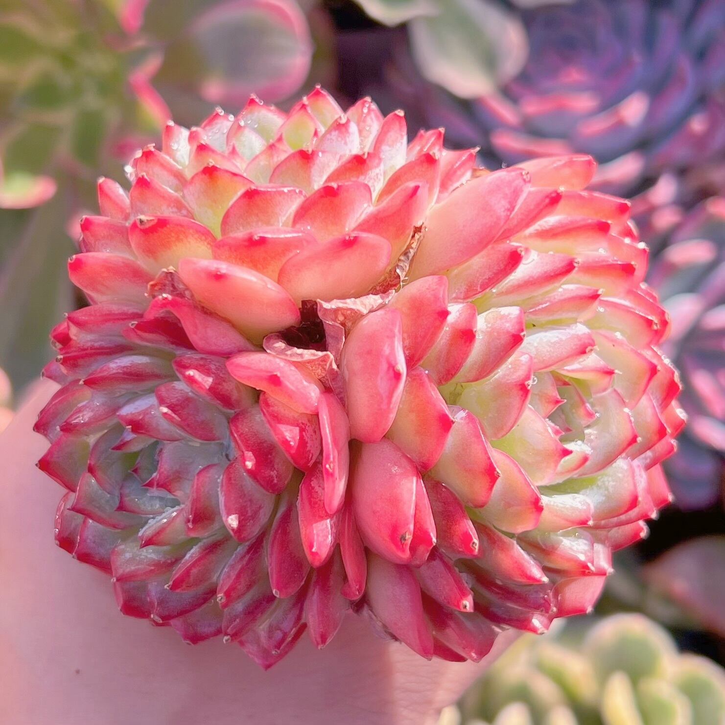 現品　Desert Rose#530　新入荷　るる農園