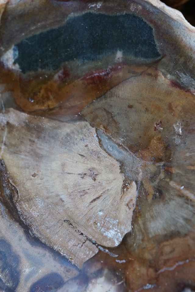 珪化木 Araucarioxylon ③