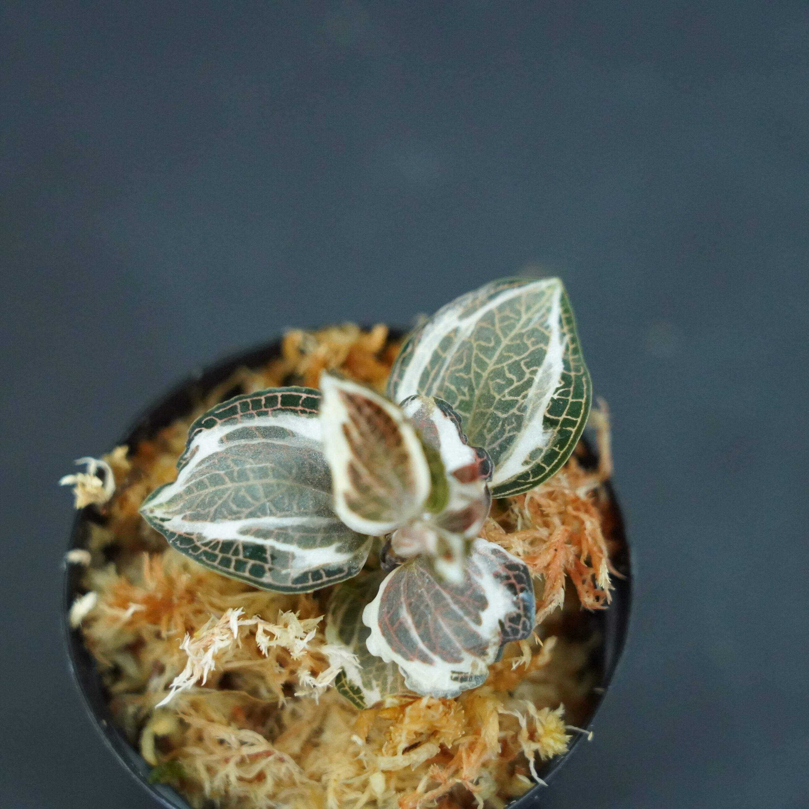 ◆現品◆アネクトキルス ロクスバギー バリエガータ(斑入り)【ジュエルオーキッド宝石蘭】#665