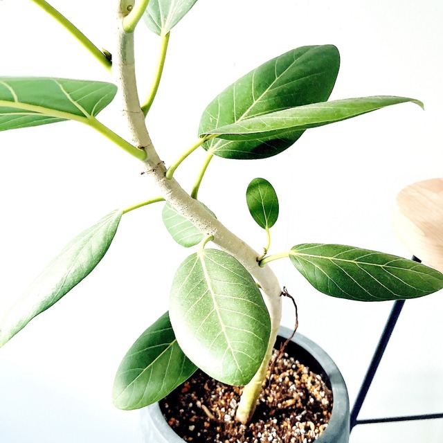 【Luxury Plants】フィカス ベンガレンシス 陶器鉢仕立て