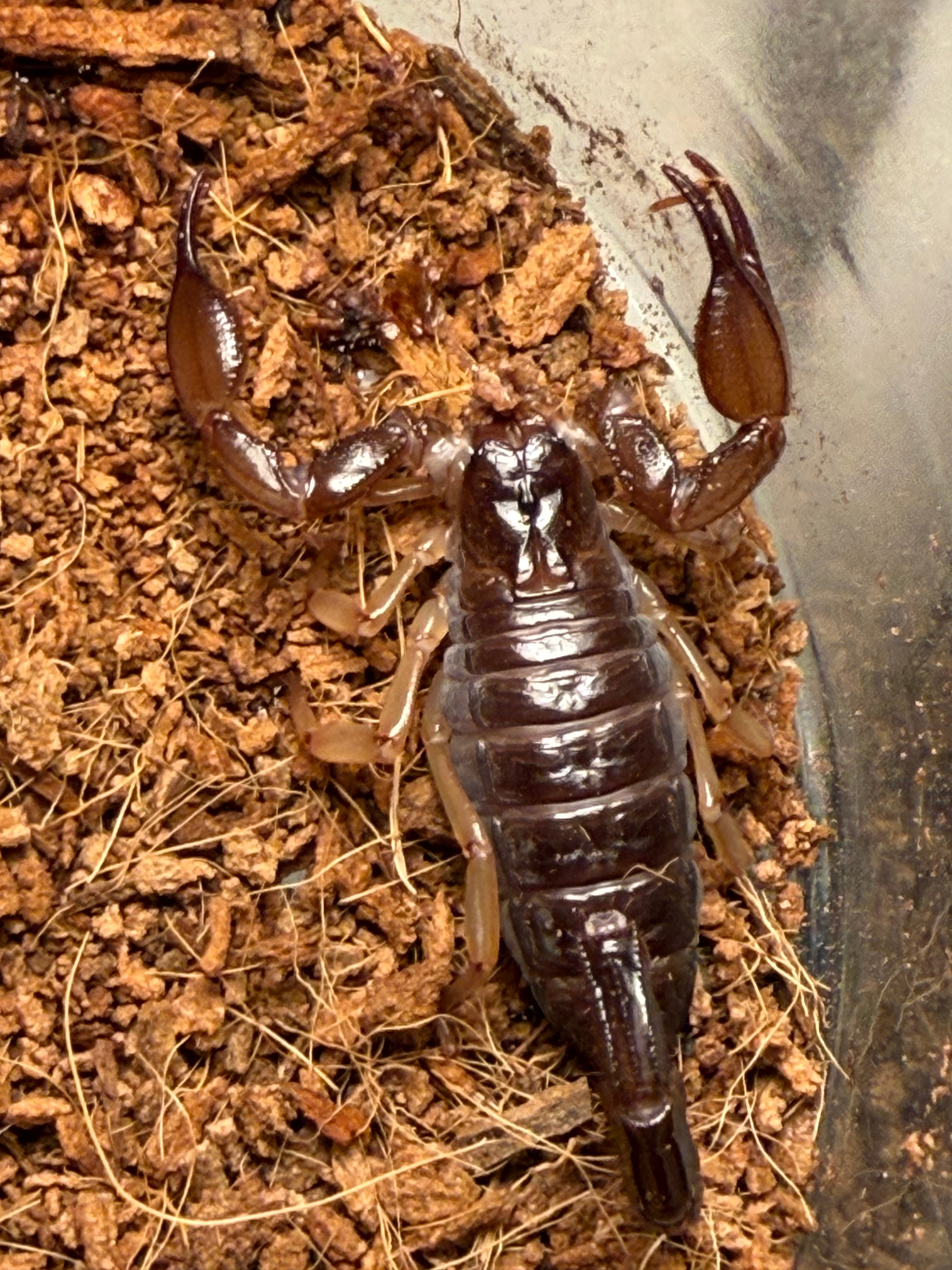 オモニキチュウ