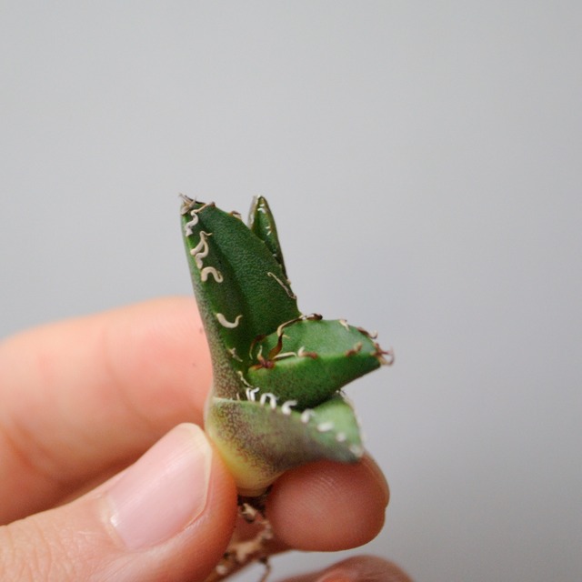 アガベ チタノタ シーザー 凱薩 no.3