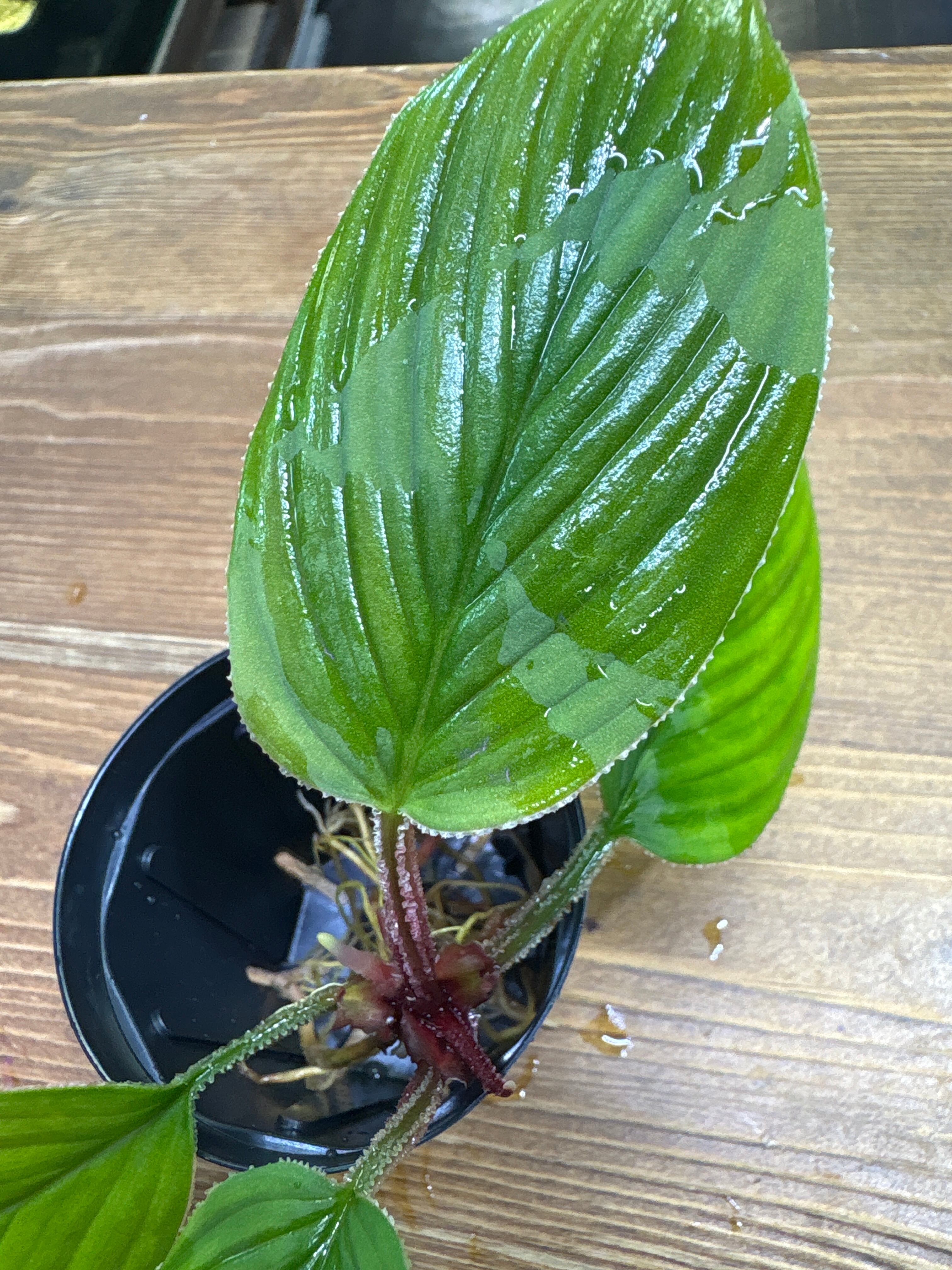 Homalomena renda Jambi Sumatera | Plants Base