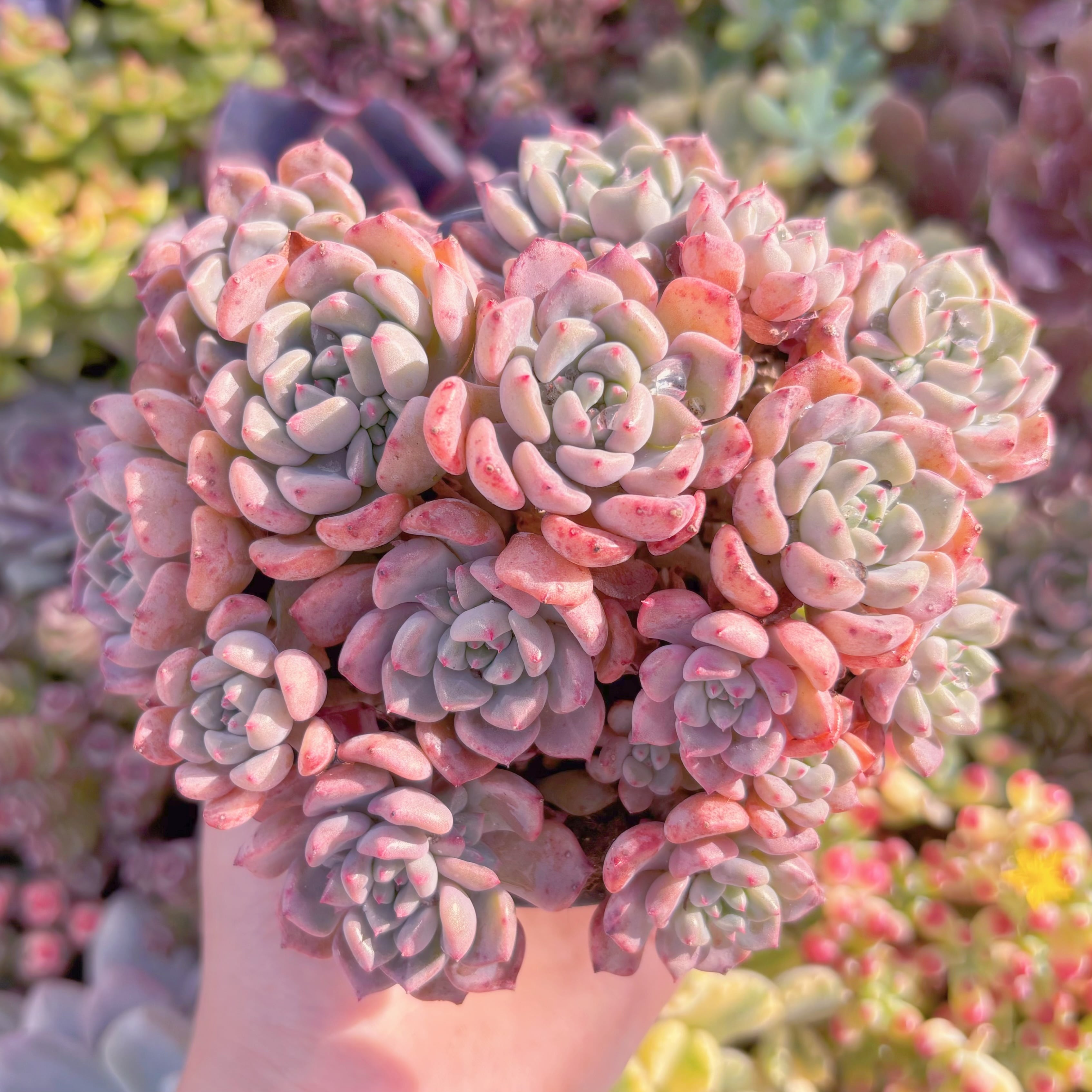 現品　キュートバブル#210　大群生　新入荷　るる農園