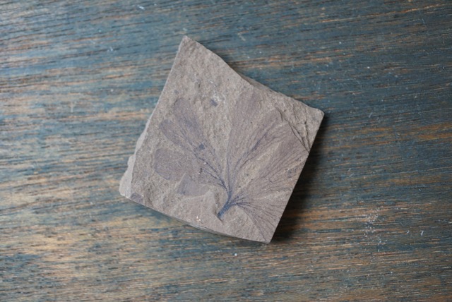 カナダ産イチョウ葉化石 Ginkgo biloba 1627