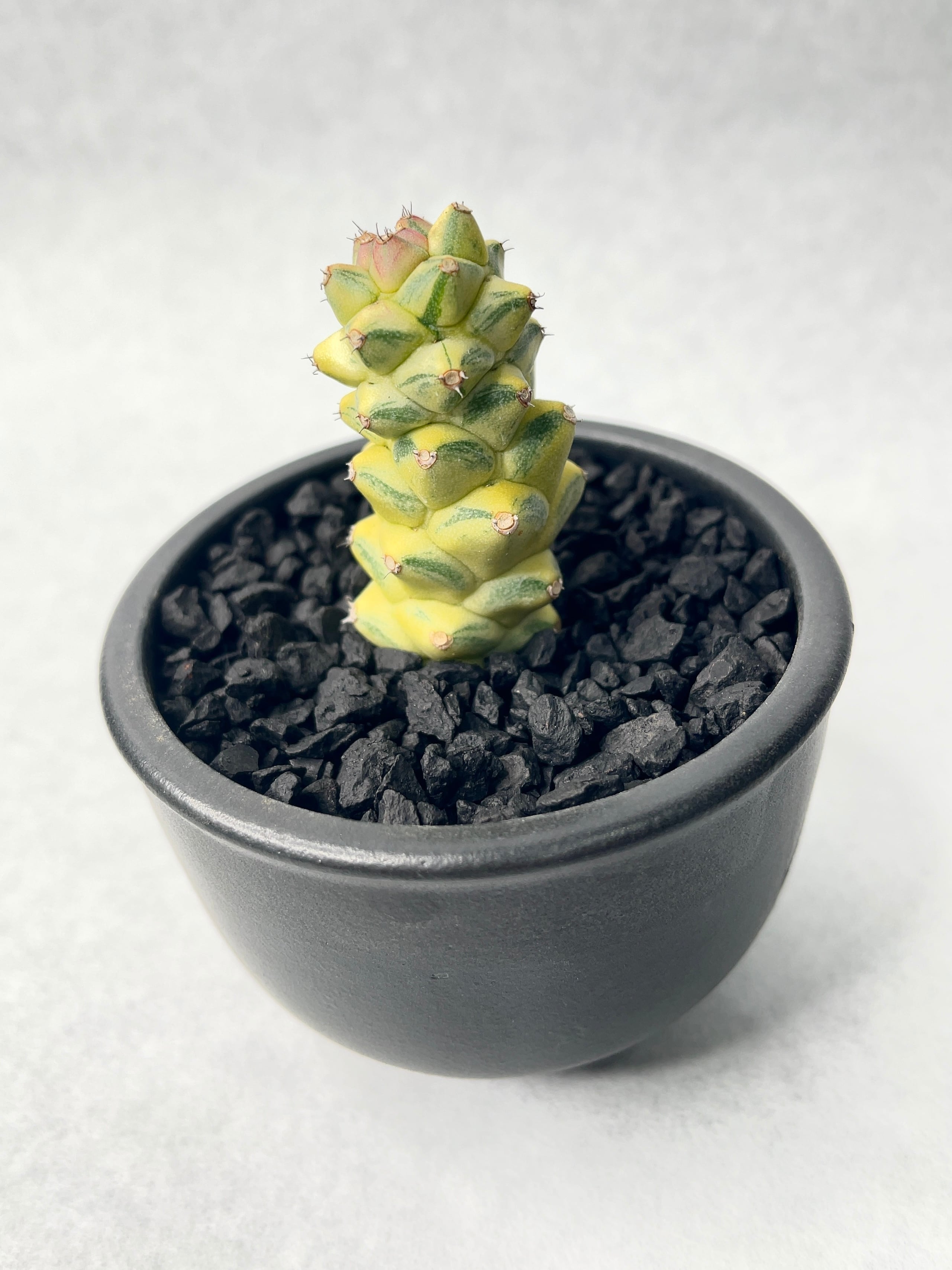 パキポディウム　グラキリス　小型美形　現地球　市野伝市鉢 パキポディウム グラキリス 小型美形 現地球 市野伝市鉢