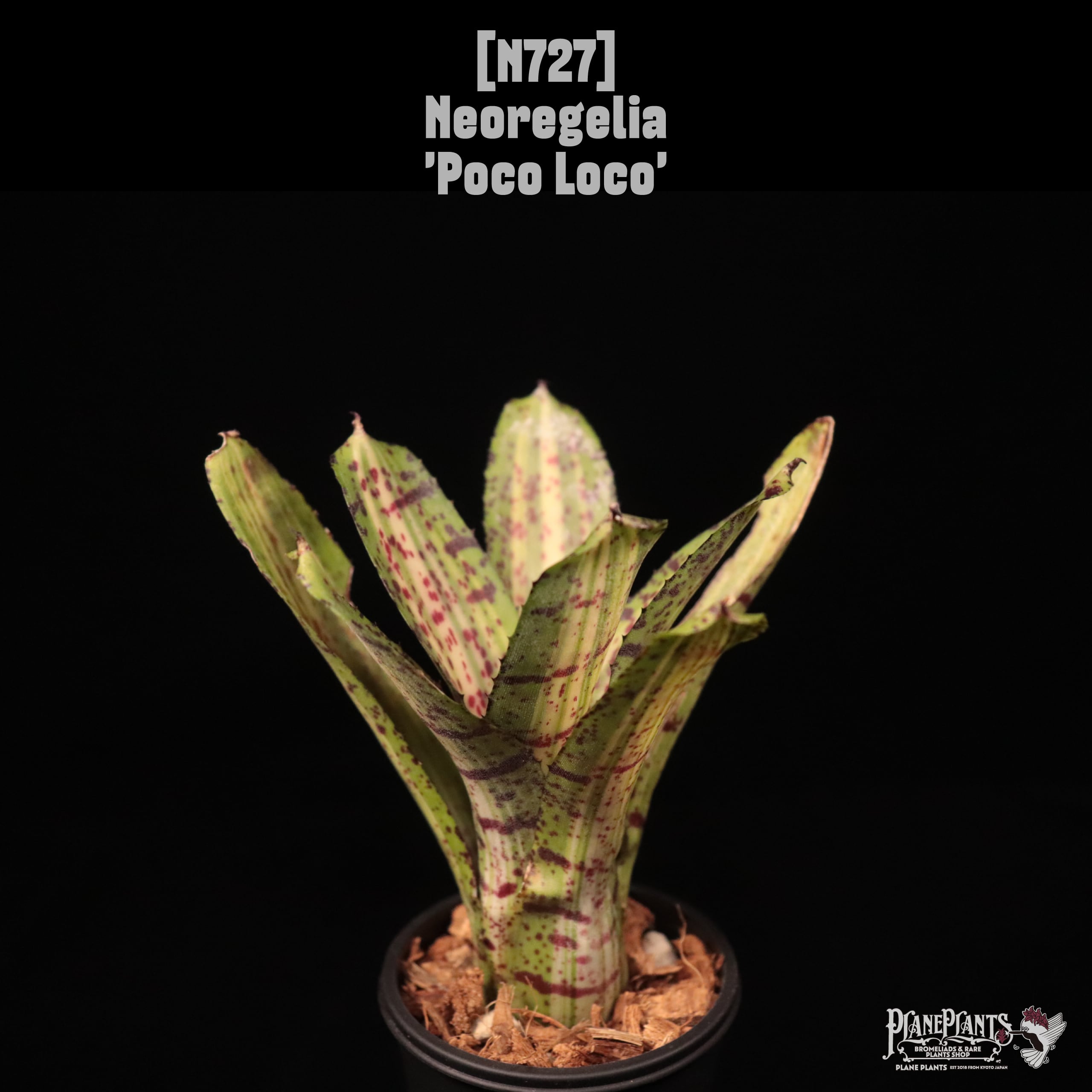 Neoregelia 'Poco Loco'〔ネオレゲリア〕N727