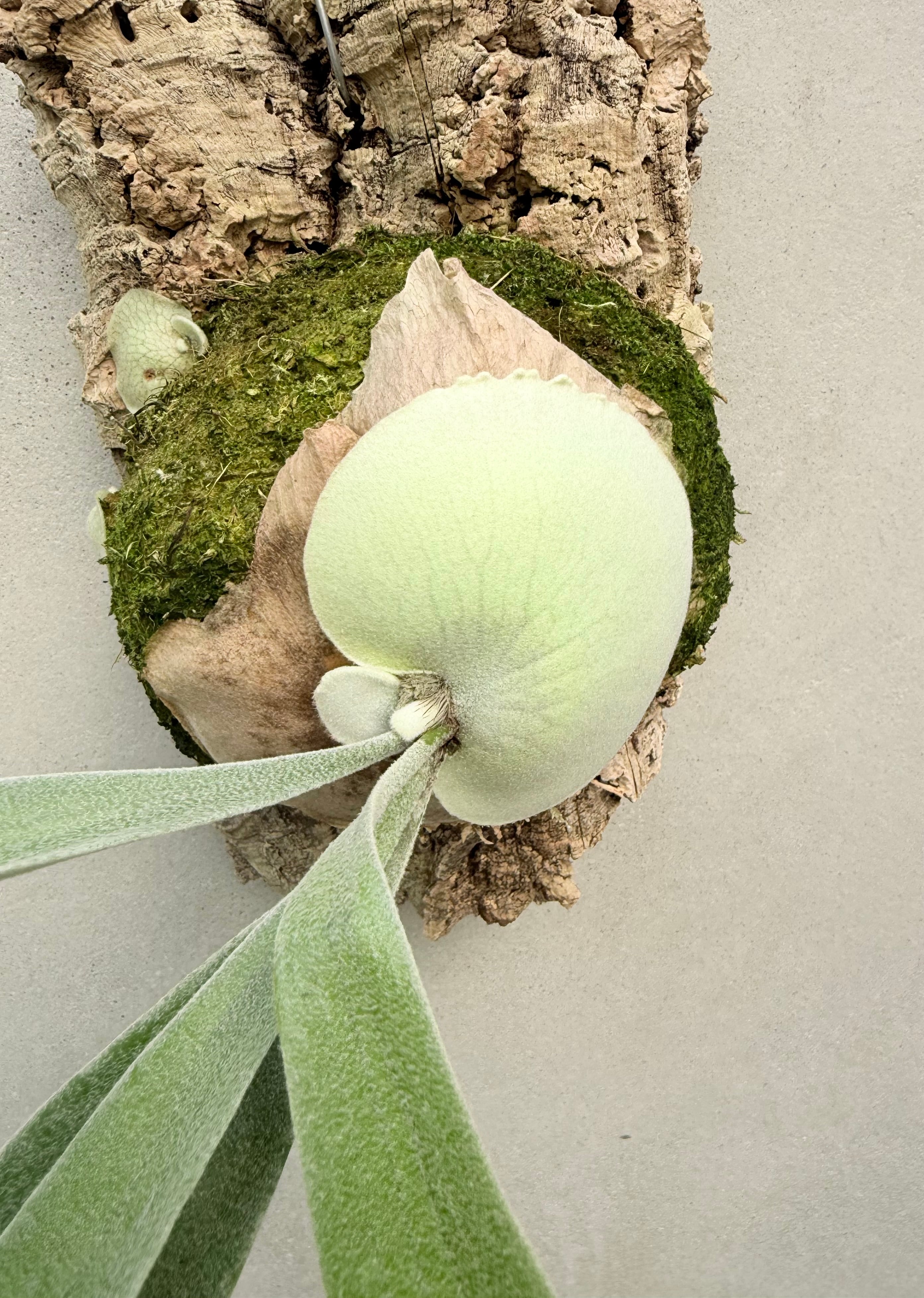 P. 'Hanuman' ビカクシダ ハヌマン | vandaka plants