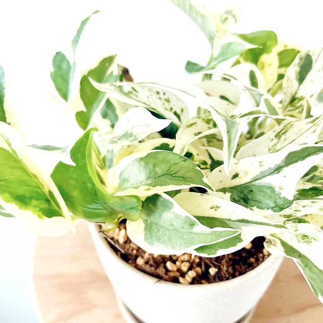 ◎希少植物 ポトス・エクセレント｜陶器鉢仕立て・4号鉢｜希少種