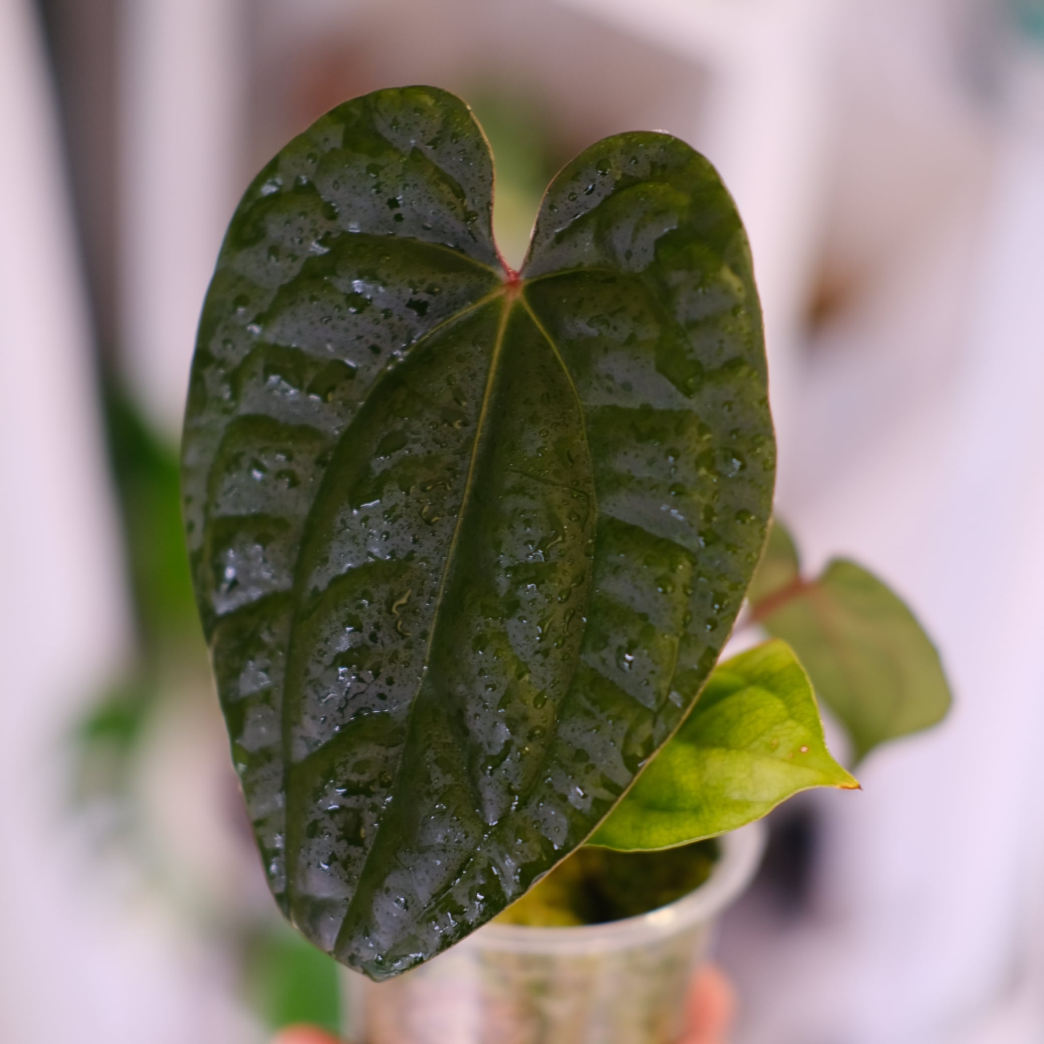 アンスリウム / Anthurium | tokyoplants (トーキョープランツ)｜希少