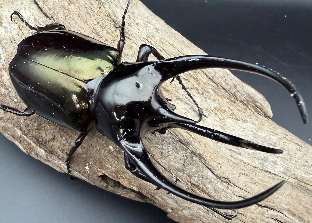 【WD】《ジャワコーカサスオオカブト 111mm ペア》