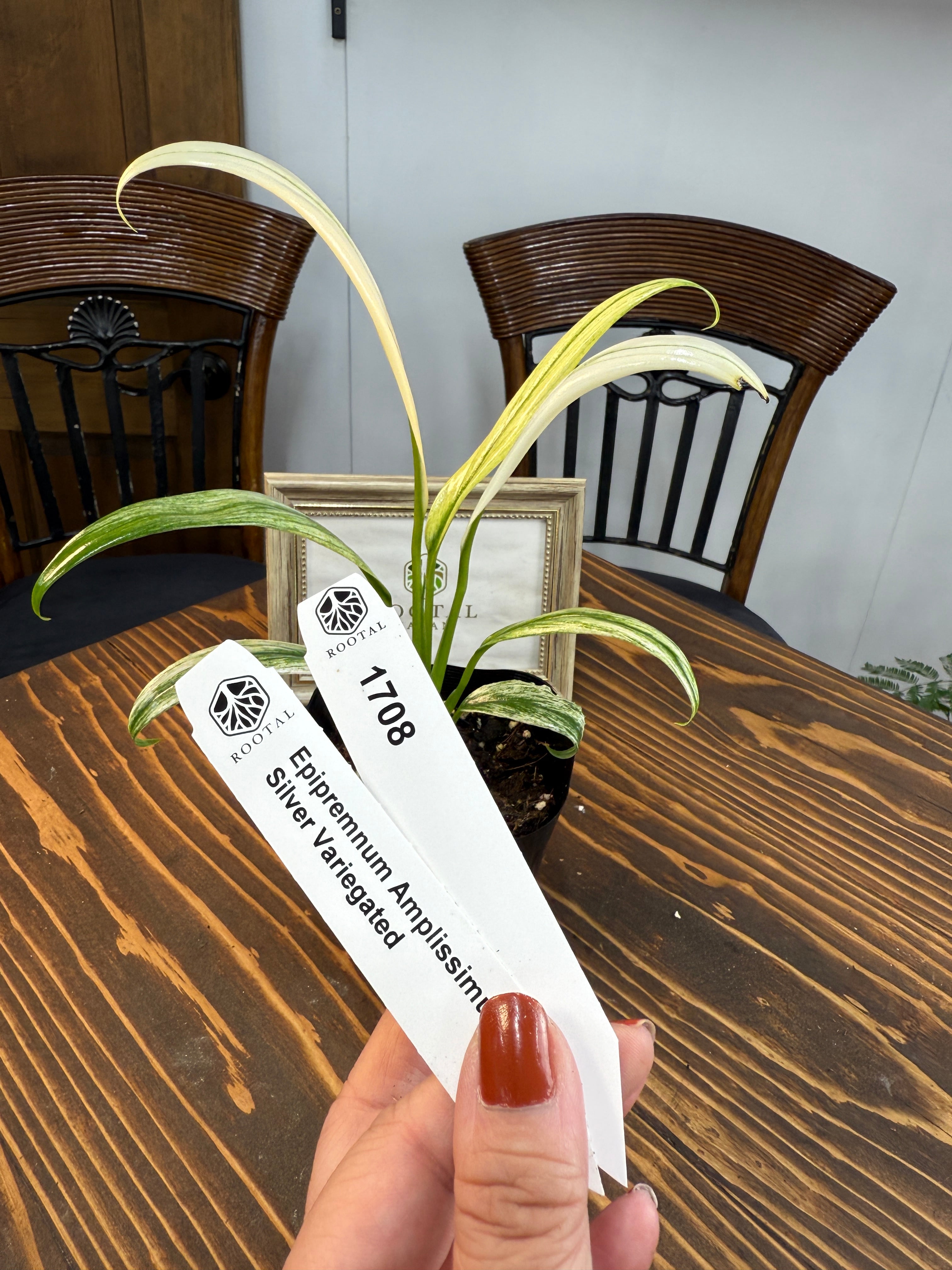 超希少　斑入りオヒルギ 斑入り | ROOTALPLANTS