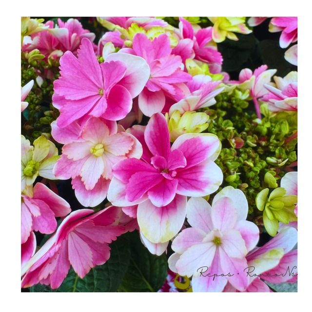 ガクアジサイ：凛・ピンク（3号ポット）加茂セレクション　アジサイ　りん　 紫陽花　ハイドランジア　鉢花　母の日　ギフト　落葉樹　