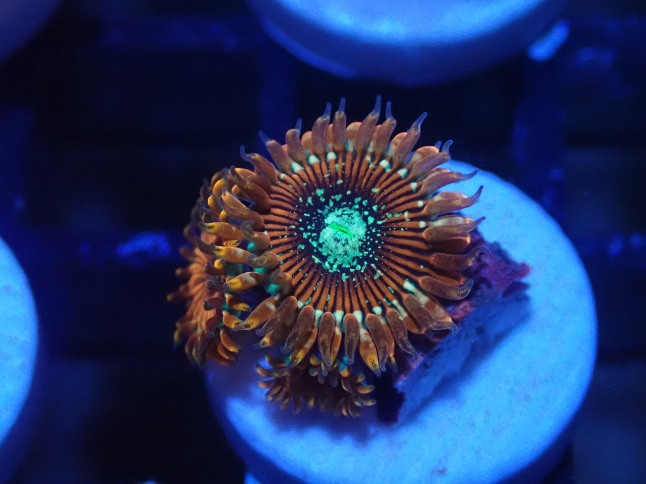 Zoanthus Majician FromMakassar 10