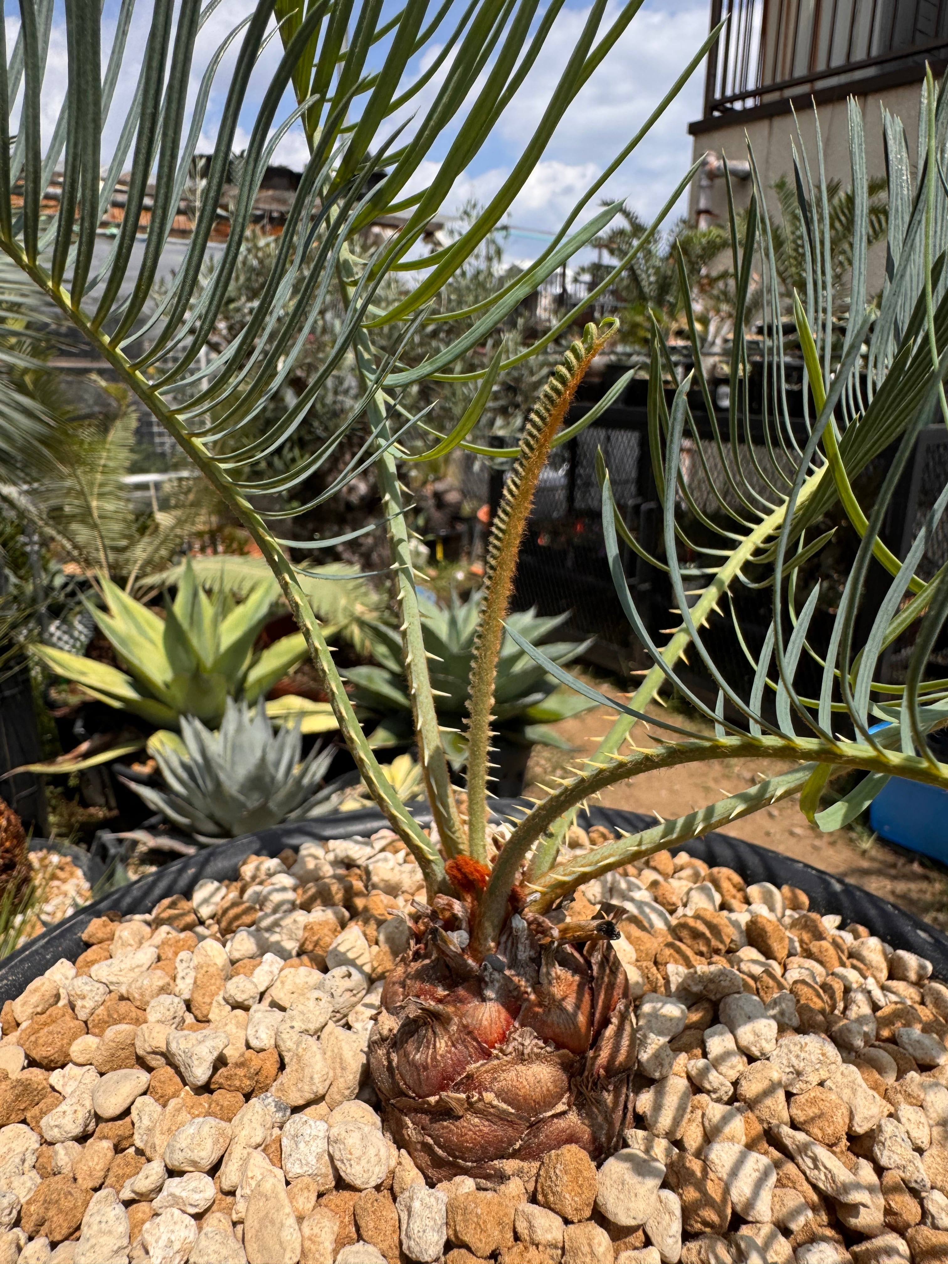 Cycas cairnsiana サイカスカイルンシアナ | +81aqua.plants
