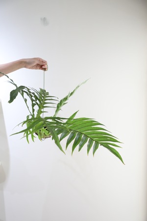 【M】アグラオモルファ コロナンス 苔玉　※ハンギング付き
