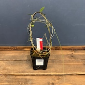 【クリアランス】ホヤ microphylla Mt. Hagen, PNG S0923-02【692】