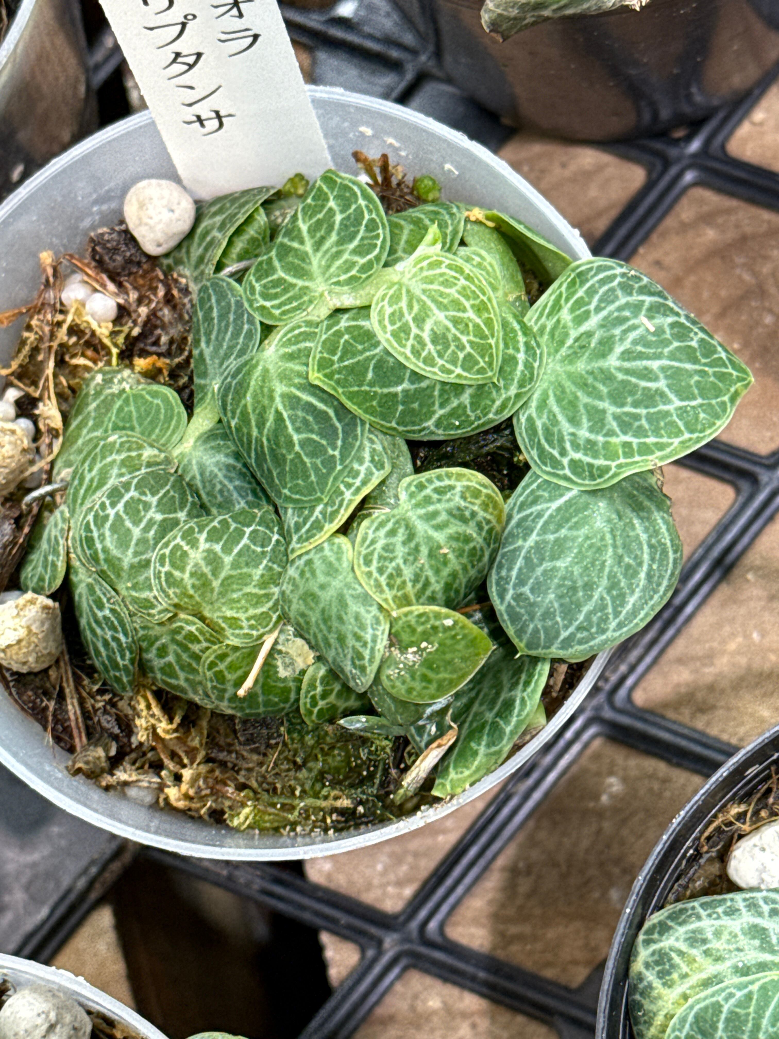 ラフィドフォラ クリプタンサ | Gardenえん 【観葉熱帯植物】