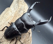 【WD】《ミンダナオヒラタ マラグサン産 85.5mm ペア》