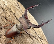 【WD】《グラディウスミヤマ 52mm ペア》