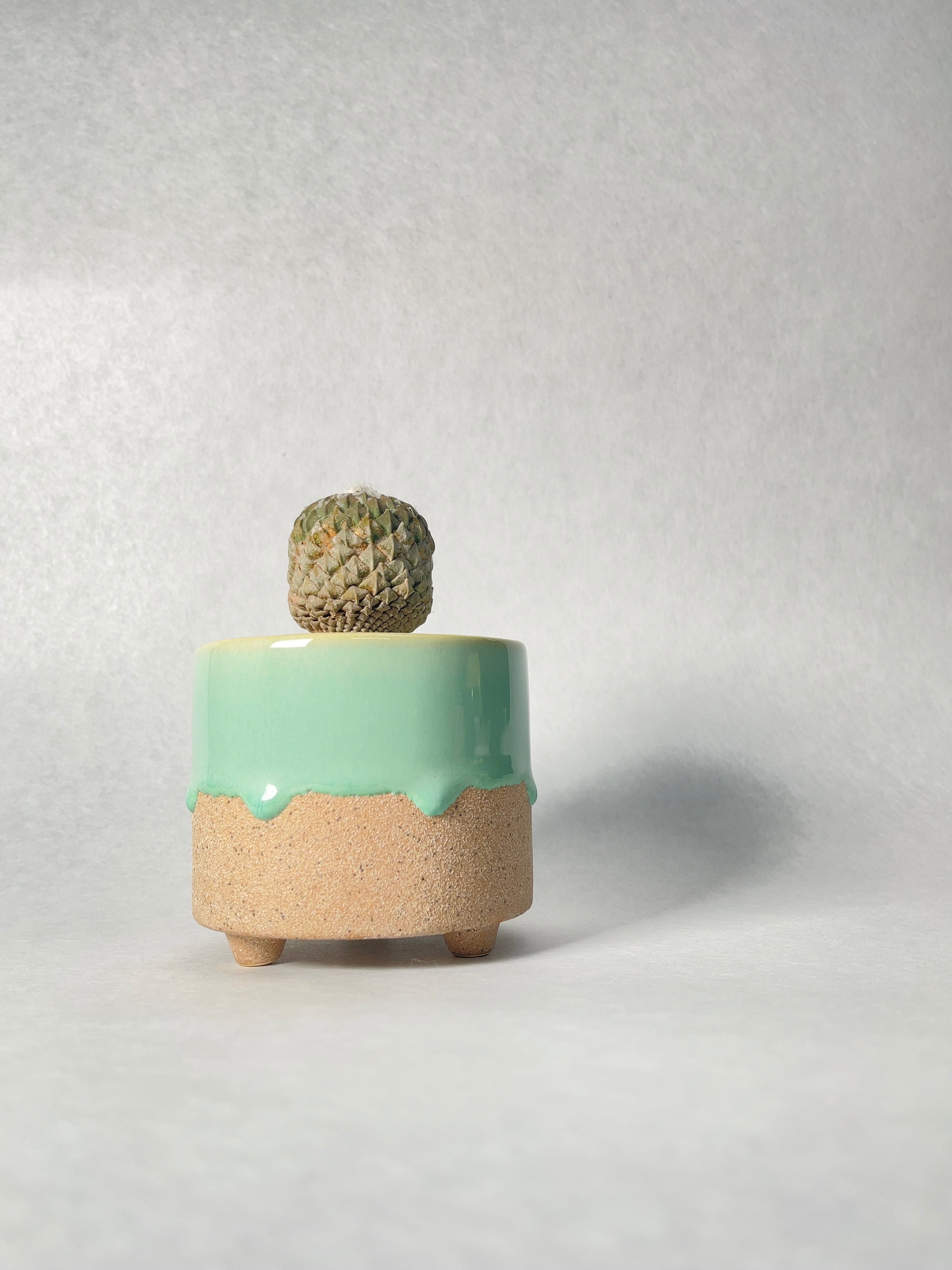 ペレキフォラ・銀牡丹 | trigger